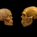 The Fate of Neanderthal Genes