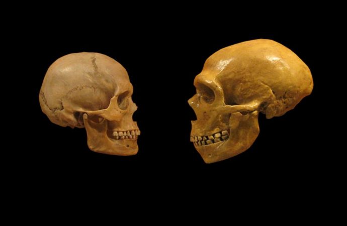 The Fate of Neanderthal Genes