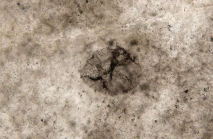 Geologist uncovers 2.5 billion-year-old fossils of bacteria that predate the formation of oxygen