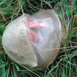 You Could Find One Of These Bizarre Egg Sacks In Your Yard And No, It’s Not An Alien Baby