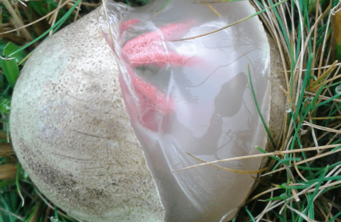 You Could Find One Of These Bizarre Egg Sacks In Your Yard And No, It’s Not An Alien Baby