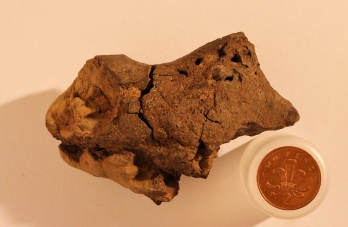 This May Be The First Dinosaur Brain Ever Studied. What Can It Teach Us?