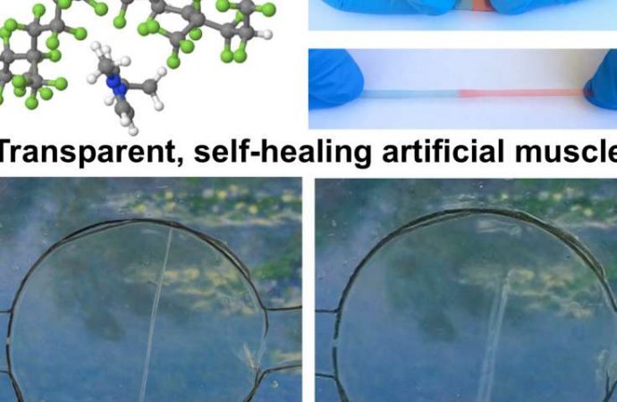 A wolverine inspired material: Self-healing, transparent, highly stretchable material can be electrically activated