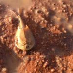 Alien-like creatures emerge in central Australia following heavy rains