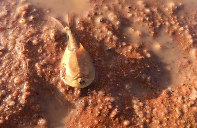 Alien-like creatures emerge in central Australia following heavy rains