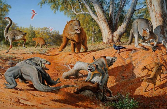 Humans, not climate change, wiped out Australian megafauna