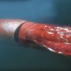 Confirmed: This giant squid video is the REAL thing