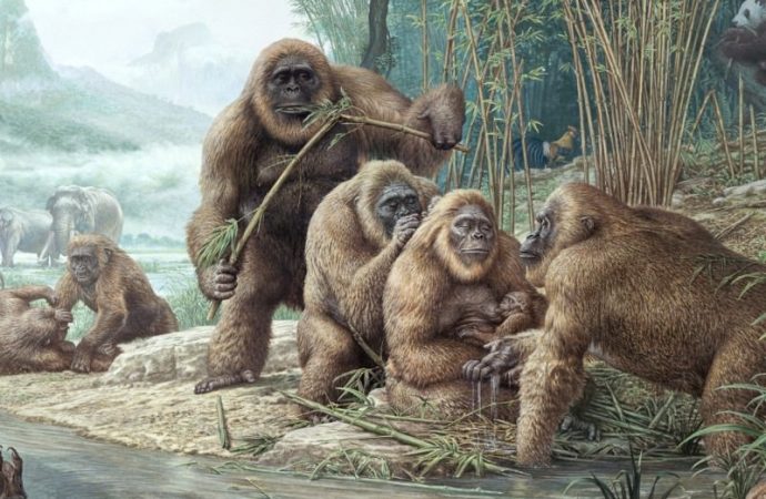 Real King Kong may have been brought down by fruit