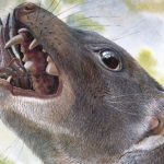 Researchers discover remains of bizarre group of extinct snail-eating marsupials