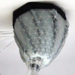 This soft robot hugs your heart to help keep it pumping