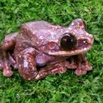 Frog goes extinct, media yawns