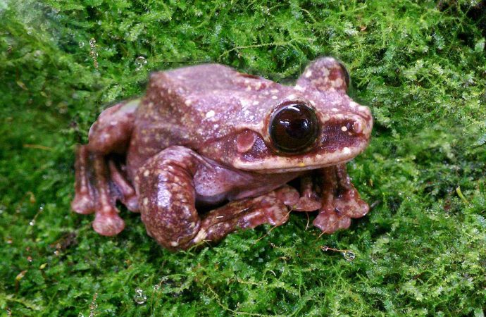 Frog goes extinct, media yawns