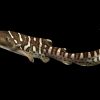 Female shark learns to reproduce without males after years alone