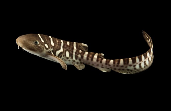 Female shark learns to reproduce without males after years alone