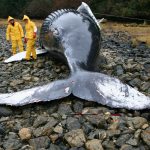 NASA Scientist Studies Whether Solar Storms Cause Animal Beachings