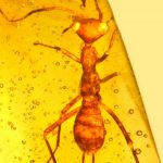 Extinct E.T.? Alien-Like Insect Found Trapped in Amber