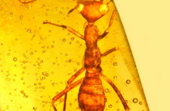 Extinct E.T.? Alien-Like Insect Found Trapped in Amber