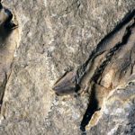 Fossil of ‘monster’ worm with snapping jaws discovered