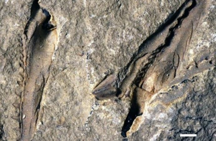 Fossil of ‘monster’ worm with snapping jaws discovered