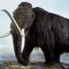 Woolly mammoth on verge of resurrection, scientists reveal