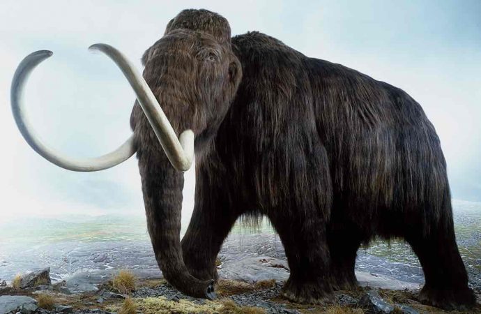 Woolly mammoth on verge of resurrection, scientists reveal