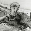 DNA clues to why woolly mammoth died out