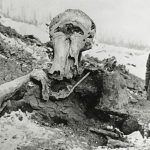 DNA clues to why woolly mammoth died out