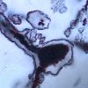 Earliest evidence of life on Earth ‘found’