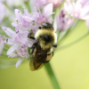 First endangered bee in the United States named