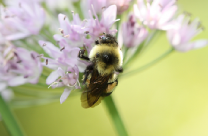 First endangered bee in the United States named
