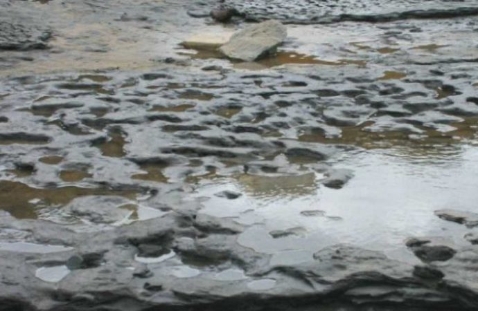 Million-year-old Footprints in Britain May Alter “Out of Africa” Timeline