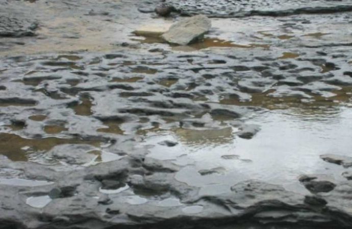 Million-year-old Footprints in Britain May Alter “Out of Africa” Timeline