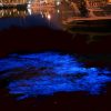 Tasmania’s gorgeous, glowing water is a sign of something sinister