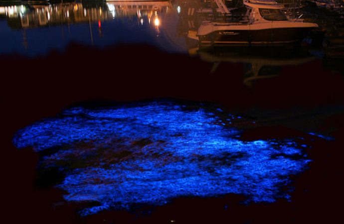 Tasmania’s gorgeous, glowing water is a sign of something sinister