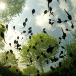 From a stunning underwater image of a tadpole’s point of view to a silverback surveying his territory, Royal Society reveals best nature pictures of the year