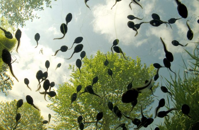 From a stunning underwater image of a tadpole’s point of view to a silverback surveying his territory, Royal Society reveals best nature pictures of the year