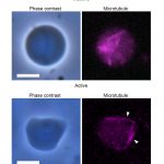 Researchers in Japan just created a tiny, amoeba-inspired robot