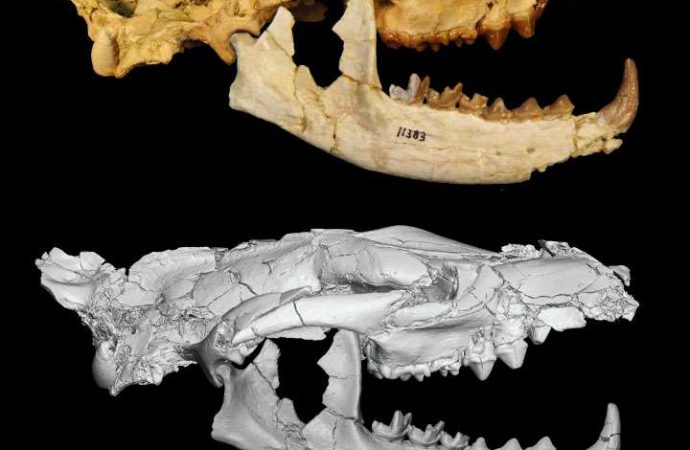 Newly discovered Egyptian carnivore named after Anubis, ancient Egyptian god of underworld