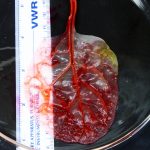 Spinach Leaf Transformed Into Beating Human Heart Tissue