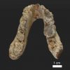7.2-million-year-old pre-human remains found in the Balkans