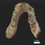 7.2-million-year-old pre-human remains found in the Balkans