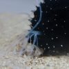 Exploding Sea Cucumber Butt Threads Are a New Material