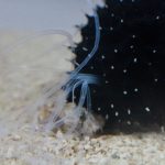 Exploding Sea Cucumber Butt Threads Are a New Material