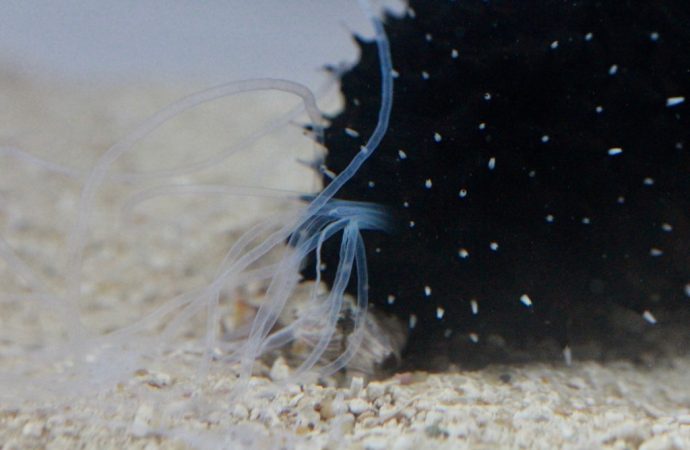 Exploding Sea Cucumber Butt Threads Are a New Material
