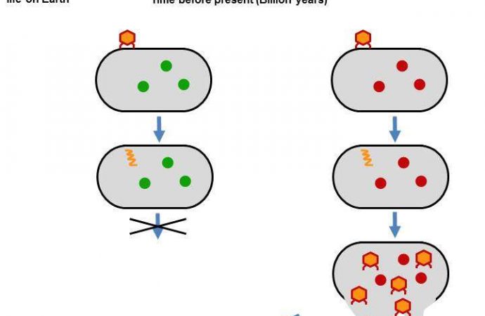 Four-billion-year-old ‘fossil’ protein resurrected in bacteria protects them from viruses