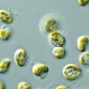 Genetically modified algae could soon show up in food, fuel, and pharmaceuticals