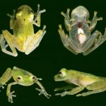 New Glassfrog Species Discovered in Ecuador