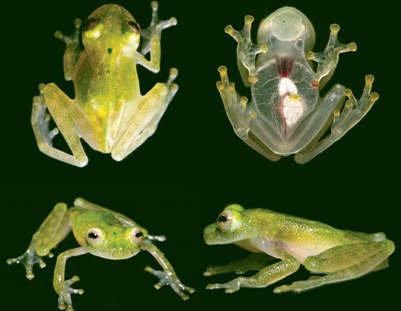 New Glassfrog Species Discovered in Ecuador