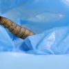 This plastic-eating caterpillar can help us get rid of our trash