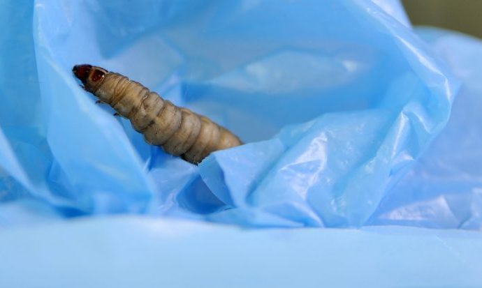 This plastic-eating caterpillar can help us get rid of our trash